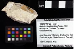 Foto (Objket + Etiketten) von Goniodromites bidentatus (Reuss, 1859) 